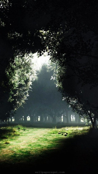 Dark forest green field night - night time free wallpaper