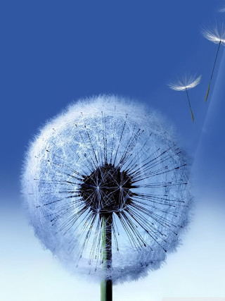 Dandelion blowing wind blue sky 15 - ecological art free wallpaper
