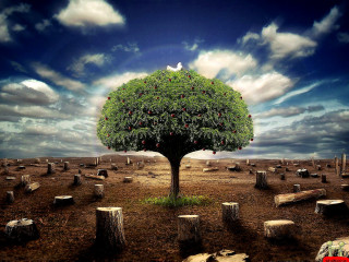 Tree bird graves field cloudy 2 - photorealistic imagery free wallpaper for desktop