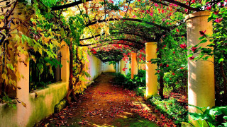 Pathway trees flowers building greenroof - a pathway free wallpaper