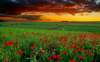 Red flowers cloudy sunset sky - cloudy free wallpaper