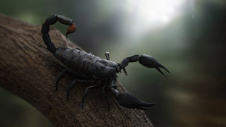 Scorpion tree branch claws crab - the branch free wallpaper