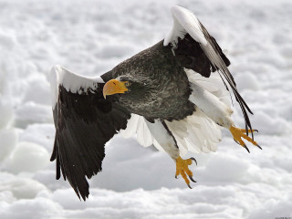 Large bird flying snow covered 2 - arie smit free wallpaper
