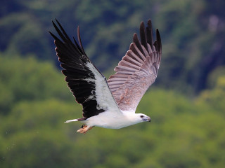 Bird flying lush green forest 2 - lush free wallpaper