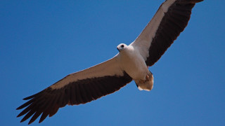 Eagle spread wings blue sky 2 - upper body free wallpaper