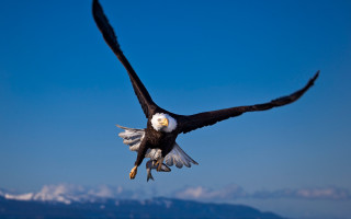 Bald eagle soaring mountains blue - the background in the background free wallpaper