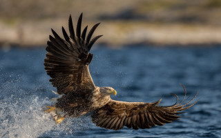 Bird flying water wings spread 2 - arie smit free wallpaper