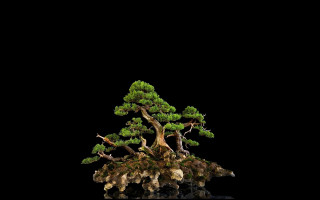Bonsai tree dark background black - simple free wallpaper for desktop