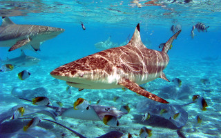 Large shark ocean fish man - a large shark swimming in the ocean free wallpaper