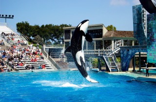 Orca jumping show crowd black - a crowd of people free wallpaper