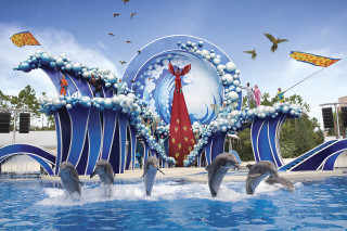 Dolphins playing man woman water - top of them free wallpaper