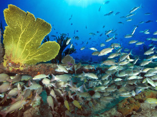 Fish coral reef leafy plant 4 - underwater free wallpaper