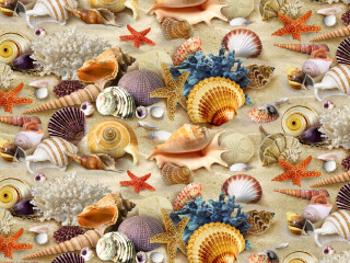 Colorful sea shell pattern beach - the sand free wallpaper
