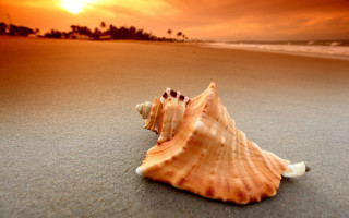 Shell beach sunset person walking - the beach in the distance free wallpaper