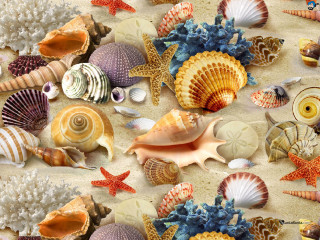 Seashells starfish beach sand water - craola free wallpaper