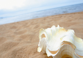 Shell on sand beach ocean - beach free wallpaper
