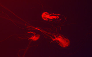 Red object floating black background - bioluminescence free wallpaper