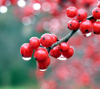 Close up tree red berries - a close up of a tree free wallpaper