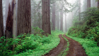 Dirt road forest tall trees - free forest wallpaper