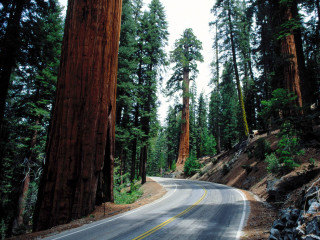 Road tall trees forest sky - tall tree free wallpaper