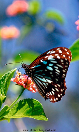Butterfly flower blue sky green - free nature wallpaper