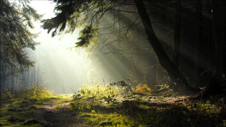 Path woods sunbeams trees grass - the tree and grass free wallpaper