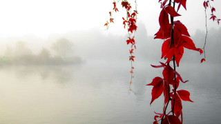 Tree branch red leaves water 2 - a small island in the distance free wallpaper