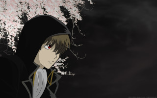 Man hoodie tree pink flowers - anime visual free wallpaper