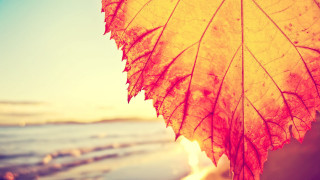 Leaf water sunset autumn ocean - sunset free wallpaper