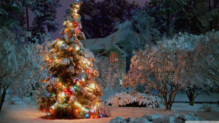 Lit christmas tree snowy yard - magical free wallpaper for desktop