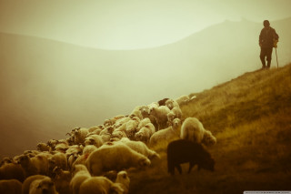 Man hill herd sheep dog - bedwyr williams free wallpaper