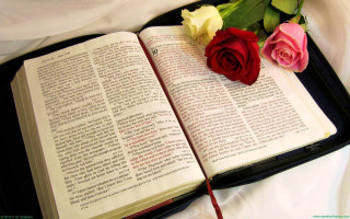 Book rose bed white sheet - graphic novel free wallpaper