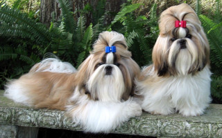 Small dogs bench woods heads - chang daichien free wallpaper