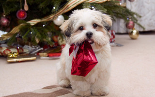 Small white dog red bow - the floor next free wallpaper