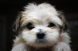 White dog black background photorealism - a black nose free wallpaper
