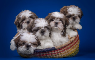 Small dogs basket blue background - chang daichien free wallpaper