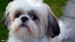 Small white brown dog black - a black nose free wallpaper