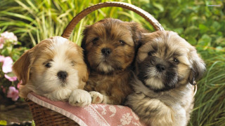 Three puppies basket grass flowers 3 - chang daichien free wallpaper