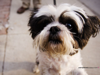 Small dog black white face 2 - chica macnab free wallpaper