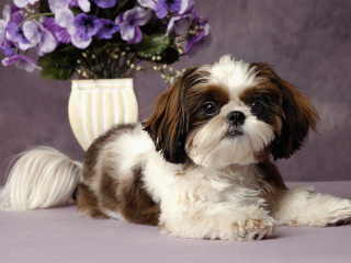 Small dog vase flowers table - a vase of flowers free wallpaper