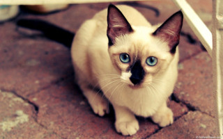 Blue eyes cat under table - a white table free wallpaper