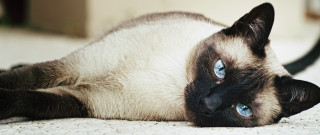 Siamese cat blue eyes curious - curious free wallpaper