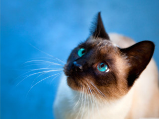 Siamese cat blue eyes looking - a pastel free wallpaper for desktop