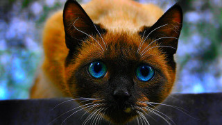 Cat blue eyes macro hydrangea - the background and a blurry background of leaves free wallpaper