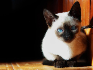 Cat blue eyes wooden floor - a wooden floor next free wallpaper