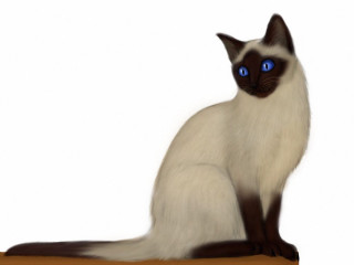Cat blue eyes serious look 3 - blue eye free wallpaper