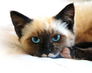 Cat blue eyes bed white - sumatraism free wallpaper
