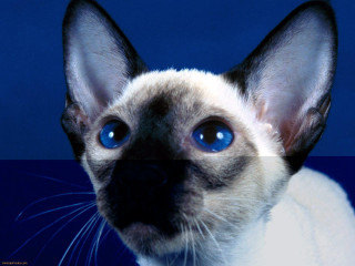 Cat blue eyes looking camera - blue eye free wallpaper
