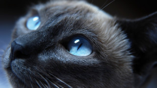 Cat face blue eyes black - a white spot free wallpaper