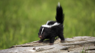 Black and white animal on - punk free wallpaper